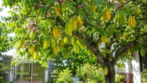 Vì sao nhiều gia đình thích trồng cây khế? Điều bất ngờ nhiều người chưa biết 1 vi sao nhieu gia dinh thich trong cay khe dieu bat ngo nhieu nguoi chua biet 045002