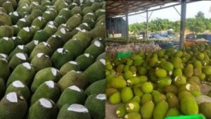 Vì sao nhiều người bán cắt một phần đầu quả mít rồi bôi chất trắng lên? Sự thật không phải ai cũng biết 1 vi sao nhieu nguoi ban cat mot phan dau qua mit roi boi chat trang len su that khong phai ai cung bi