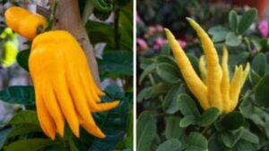 Vi Sao Qua Phat Thu Duoc San Don Dip Tet Nguyen Dan Y Nghia Phong Thuy Cua Qua Phat Thu 125954