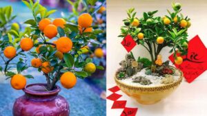 Vị Trí Đặt Cây Quất Ngày Tết Giúp Kích Hoạt Tài Lộc, Gia Chủ Càng Làm Càng Phất, Giàu Có Vang Danh Vi Tri Dat Cay Quat Ngay Tet Giup Kich Hoat Tai Loc Gia Chu Cang Lam Cang Phat Giau Co Vang Danh 234