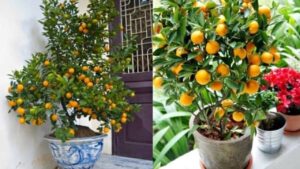 Vi Tri Dat Cay Quat Ngay Tet Giup Kich Hoat Tai Loc Gia Chu Vuong Phat Ca Nam 153059