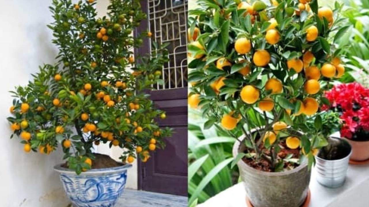 Vi Tri Dat Cay Quat Ngay Tet Giup Kich Hoat Tai Loc Gia Chu Vuong Phat Ca Nam 153059