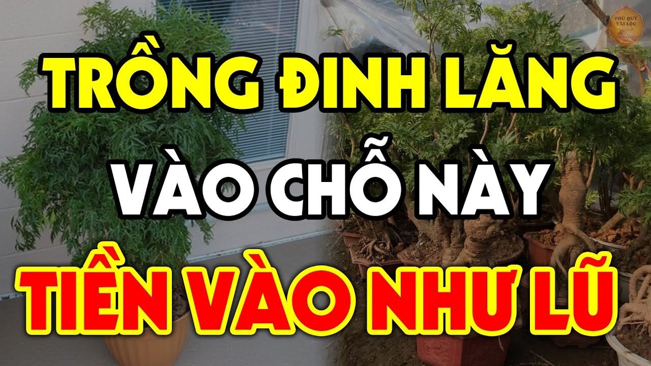 vi tri tot nhat de trong cay dinh lang chi can 1 cay cung tran giu cua cai giau co phat tai 230054.j