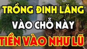 Vi Tri Tot Nhat Trong Cay Dinh Lang De Hut Tai Loc Dat Dung Cho Nhu Than Giu Cua Gia Chu Phat Loc 16