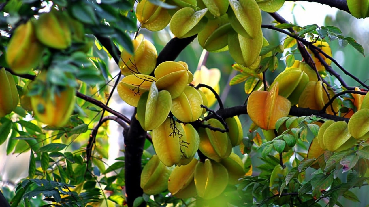 Vi Tri Trong Cay Khe Giup Gia Chu Thu Hut Tai Loc Giong Hu Chon Tien Ca Nha Giau To 160344