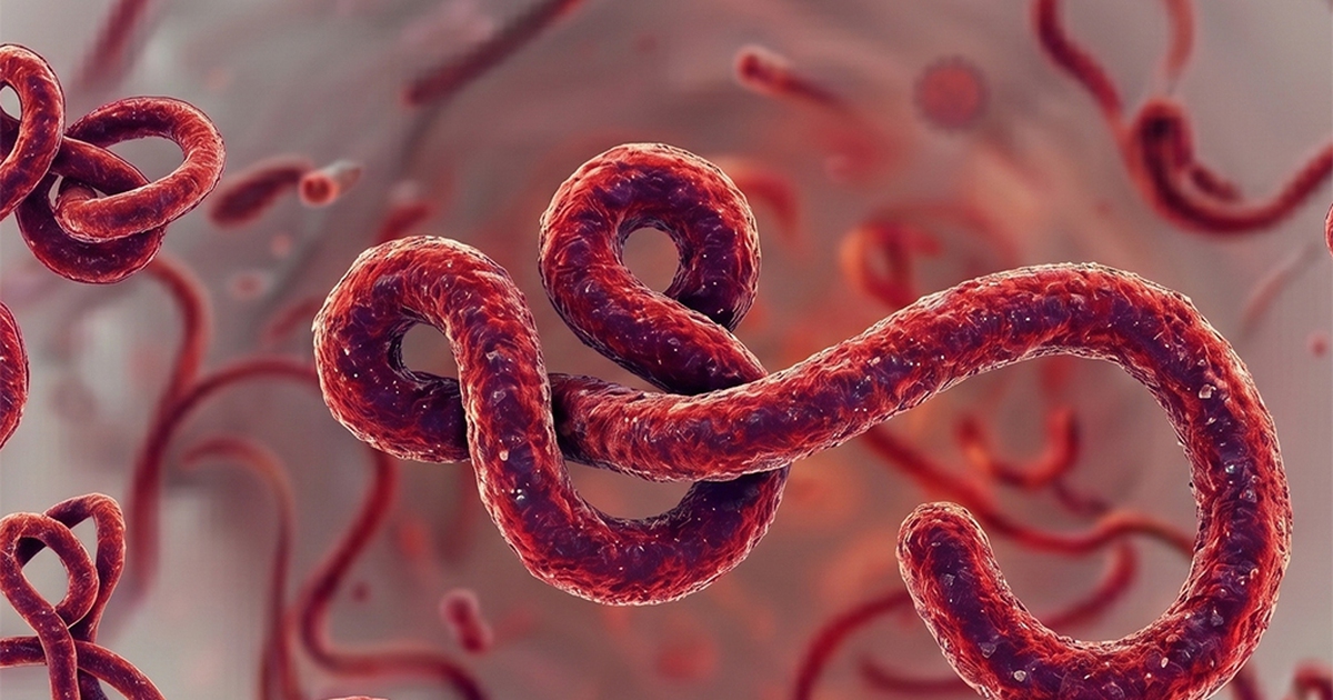 virus ebola 17790991017991832909012 68 0 708 1024 crop 1779099366025600245657