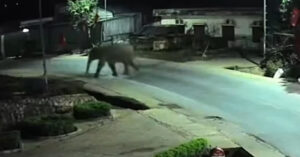 voi rung pha rao thep vao truong hoc thay co dan hoc sinh o yen trong phong 698