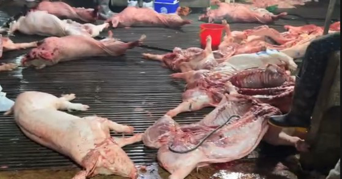 vu 300 tan lon benh vao cho truong hoc khoi to 8 bi can 2224