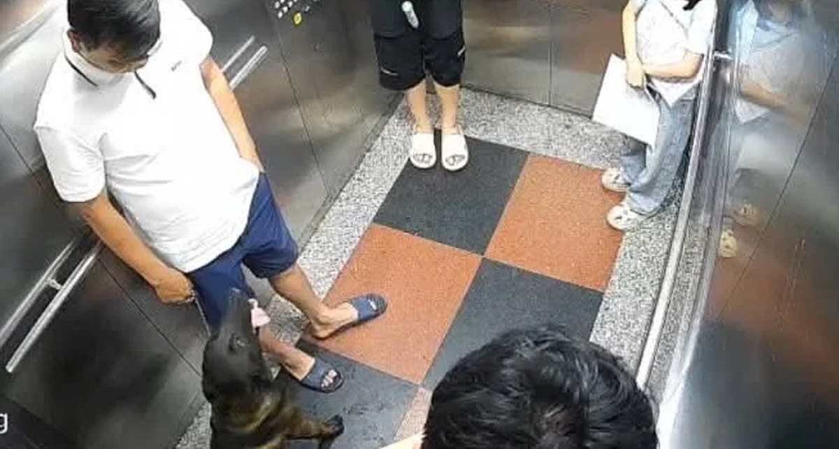 vu danh nguoi vi bi nhac deo ro mom cho cho o ha noi nguoi dan chung cu noi gi 3158
