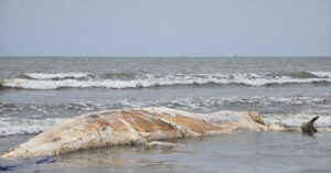 Xác cá voi 5 tấn dạt vào bờ biển Nghệ An 2 xac ca voi 5 tan dat vao bo bien nghe an 1235