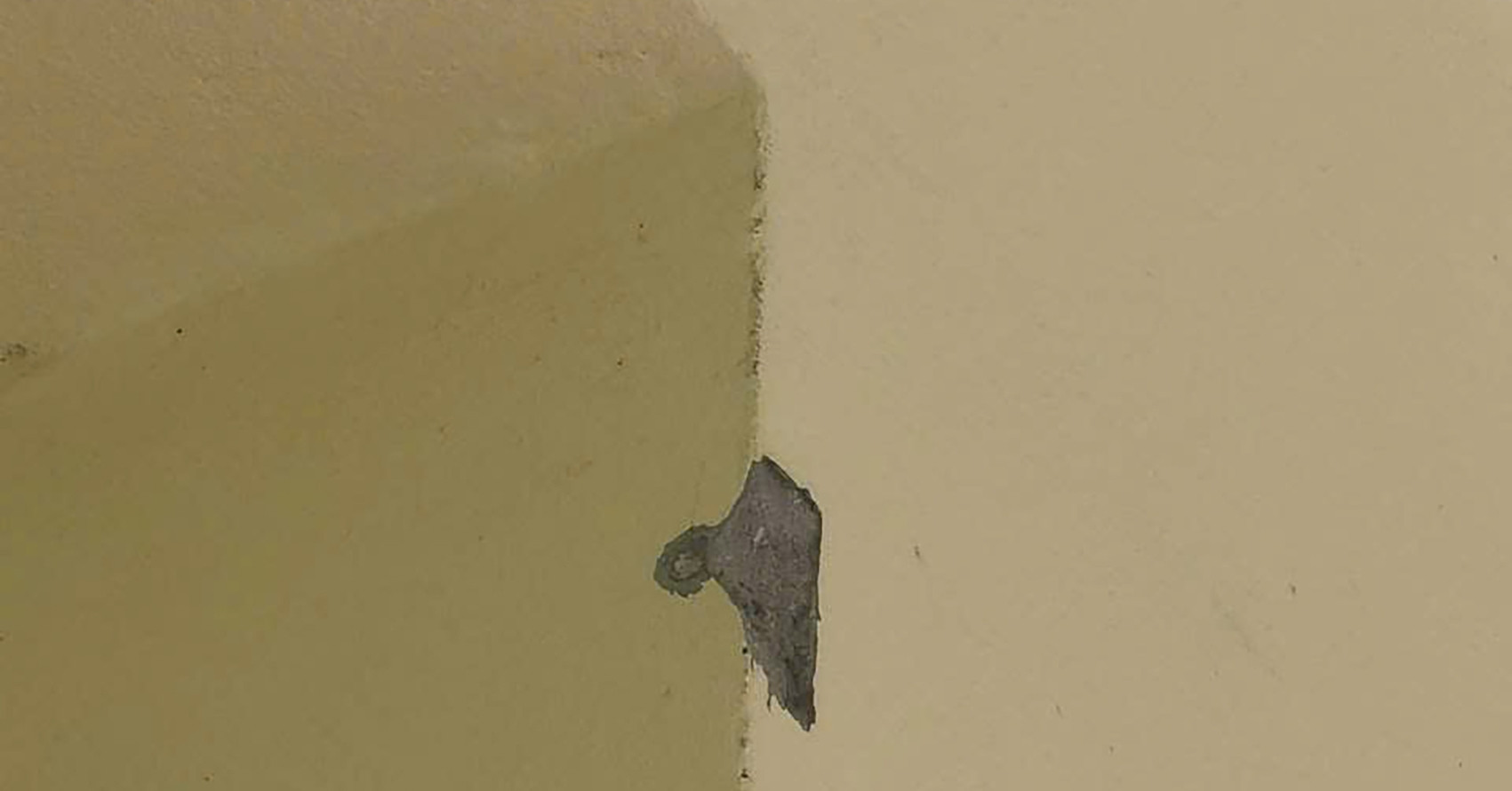 Xac Minh Viec Nha Dan O Quang Ninh Nghi Bi Sung Hoi Ban Hu Hai 1663