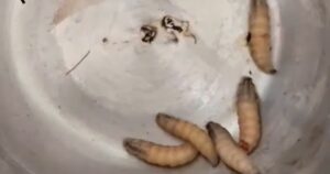 Z715318652755057527C7373Edb0B7379Cf147C681947B 1761360379378823851776 247 734 1388 2560 Crop 1761373