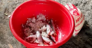 z76102862596457b67dea553ad4996ddf04b039f680184 1773229305450660911446 174 0 1172 1596 crop 177322945