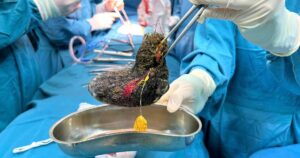 z77596458991975a081668108dee9453500a085a1fba15 17770295188871801214510 320 0 1920 2560 crop 17770297